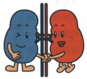 糖尿病でやられる臓器は多数あります。腎臓は一番侵されやすい臓器のひとつです。