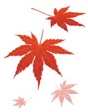 Il004_momiji