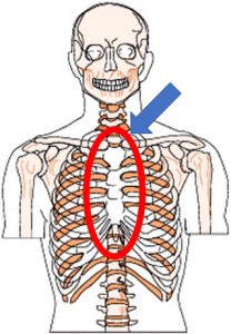 胸骨